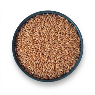 گندم مرغی بوجاری شده